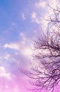 Blue sky ,pink,purple color with bough of tree. Beautiful natural sunset of sky and tree abstract or background