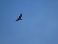 Beautiful blue sky and a ferocious wild bird in the air