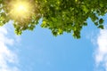 Blue sky, puffy clouds and fresh green tree Royalty Free Stock Photo