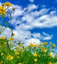 Blue sky and puffy white clouds, with tall flowers