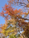 Blue sky and red leaves in autumn.