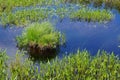 Blue sky reflected in a lake with clumps of grass Royalty Free Stock Photo