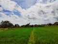blue sky rice fields and white clouds Royalty Free Stock Photo