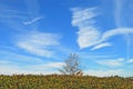 Blue Sky Scenic