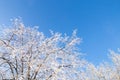 Blue sky, forest tree branch top in snow. Wonderful fairytale Christmas New Year weather. Winter background for Royalty Free Stock Photo