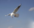 Sea Gull seagull sea mew seamew flying in blu sky eating food Royalty Free Stock Photo