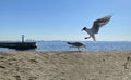 Blue sky sea  wave  water splash seagull on sky  on front and boat  summer day sun beam  seascape Royalty Free Stock Photo