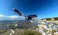 Blue sky sea  wave  water splash seagull on sky wild beach flowers on front and boat  summer day sun beam  seascape Royalty Free Stock Photo