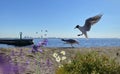 Seascape birds Blue sky sea  wave  water splash seagull on sky wild beach flowers on front and boat  summer day sun beam  seascape Royalty Free Stock Photo