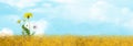 Blue sky and sea  white clouds  yellow wild flowers ,summer background banner template illustration,background Royalty Free Stock Photo