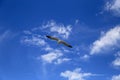 In the blue sky, the seagulls are flying