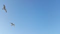 Blue Sky and Seagulls GÃÂ¶kyÃÂ¼zÃÂ¼