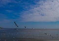 Blue sky and seagulls The natural beauty of the lake in the summer