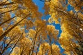 Golden aspen trees in the fall Royalty Free Stock Photo