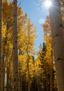 Golden aspen trees in the fall Royalty Free Stock Photo