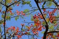 Blue sky with several branches of flame tree Royalty Free Stock Photo