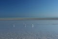 Blue sky and shell speckled beach at eighty mile beach