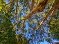Blue Sky Showing Through the Top of a Tall Gum Tree, Australia Royalty Free Stock Photo