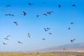 Blue sky and silhouette of flying birds. Tranquil scene, freedom, hope, motivation concept Royalty Free Stock Photo