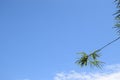 Blue sky and small bamboo Royalty Free Stock Photo