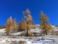 Blue sky Snow Colorful Trees in Winter Royalty Free Stock Photo