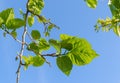 Blue sky spring leaves