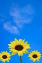 Blue sky with sunflowers