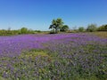 Sunny meadow with flowering bluebells