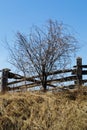 Blue Sky Sunny Spring Day Wooden Fence Single Tree