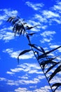 Blue sky and sunset with peacefull cotton clouds Royalty Free Stock Photo