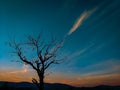 BLUE SKY, SUNSET ,SINGLE TREE ,LANDSCAPE ,SCENERY, SCENE, VIEW, NATURE