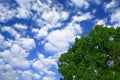 Blue sky and tree