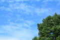 Blue Sky And Tree Fresh Spring Summer Outdoor Photo Background