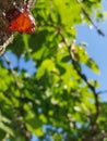 Blue sky tree is green Royalty Free Stock Photo