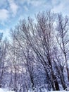 Blue sky. Tree tops. Dry trunks. Trees in the snow.