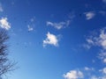 Blue sky and tree tops.