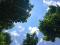 blue sky with trees and  little bit of white clouds Royalty Free Stock Photo