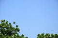 Blue sky of trees, tree tops facing blue sky in sunny day. jackfruit tree Royalty Free Stock Photo