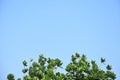 Blue sky of trees, tree tops facing blue sky in sunny day. jackfruit tree Royalty Free Stock Photo