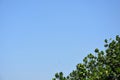 Blue sky of trees, tree tops facing blue sky in sunny day. jackfruit tree Royalty Free Stock Photo