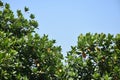 Blue sky of trees, tree tops facing blue sky in sunny day. jackfruit tree Royalty Free Stock Photo