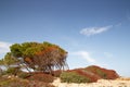 blue sky and trees Royalty Free Stock Photo