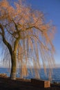 Blue sky and Trees in winter at Lake Neuchatel, Switzerland