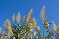 The branches of an arundo donax with green reeds with a blue sky