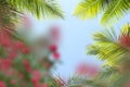 Blue sky tropical  green palm leaves on front exotic yellow pink coral lilac  flowers summer  template background Royalty Free Stock Photo