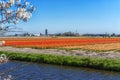 Blue sky and tulip field