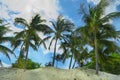 Exotic palms at sandy beach