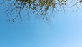 Blue sky under the tree