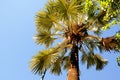 Blue sky underneath palm tree Royalty Free Stock Photo