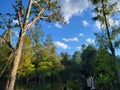 Blue Sky, vegetation, trees, swamp below, nature